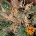 Ayahuasca Purple - Barney's Farm